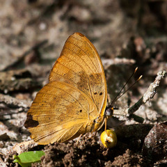 Euphaedra neophron