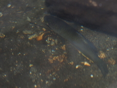 Trichopodus trichopterus