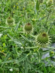 Cirsium ciliatum