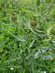 Cirsium ciliatum