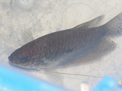Trichopodus trichopterus
