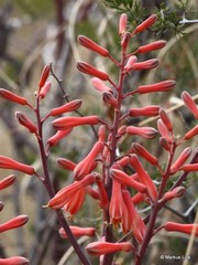 Aloe grandidentata