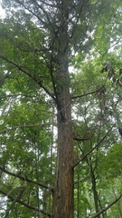 Juniperus virginiana