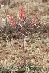 Aloe grandidentata