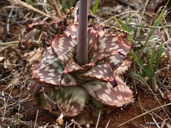 Aloe grandidentata
