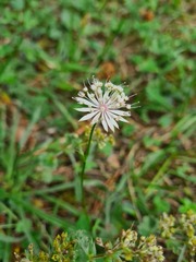Astrantia trifida