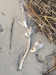 Carcharhinus plumbeus