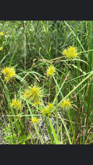Cyperus strigosus