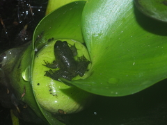 Occidozyga lima