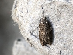 Acleris variana