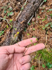 Bupleurum polyphyllum