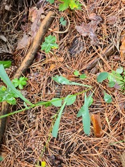 Bupleurum polyphyllum