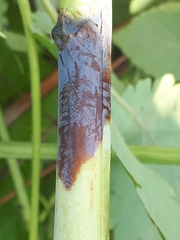 Xenodidymella applanata