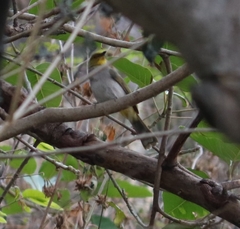 Pycnonotus xantholaemus