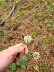 Cephalaria coriacea