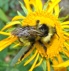Bombus flavidus flavidus