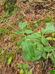 Cephalaria coriacea