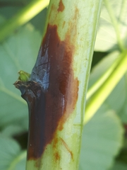 Xenodidymella applanata