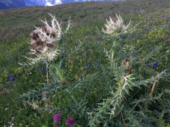 Cirsium spinosissimum
