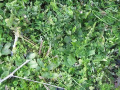 Scleranthus perennis