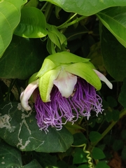 Passiflora quadrangularis