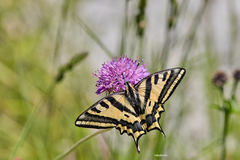 Papilio alexanor