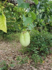 Passiflora quadrangularis
