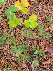 Lomatocarum alpinum