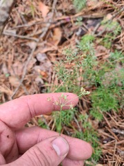 Lomatocarum alpinum
