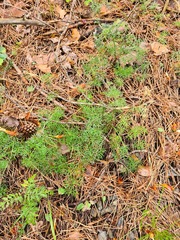 Lomatocarum alpinum