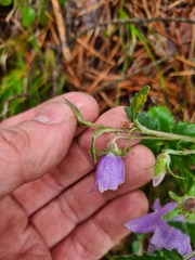 Campanula sarmatica