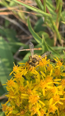Cnemidandrena