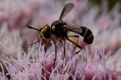 Conops scutellatus
