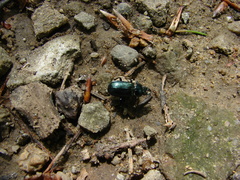 Platycerus
