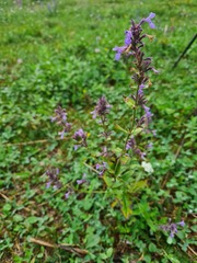 Nepeta parviflora
