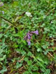 Nepeta parviflora