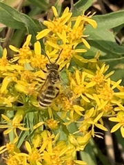 Cnemidandrena
