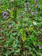 Nepeta parviflora