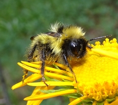 Bombus flavidus flavidus