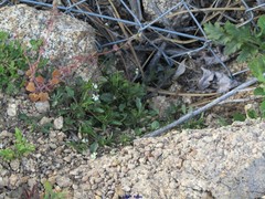 Lysimachia linum-stellatum