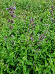 Nepeta parviflora