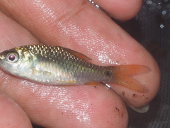 Systomus orphoides