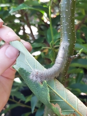 Lepidoptera