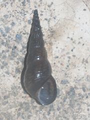 Thiaridae