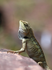 Calotes emma