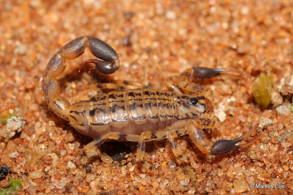 Painted Lesser-Thicktail Scorpion