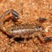 Painted Lesser-Thicktail Scorpion - Photo (c) markus lilje, some rights reserved (CC BY-NC-ND), uploaded by markus lilje