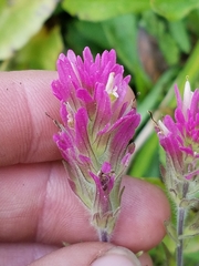 Castilleja lassenensis