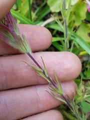 Castilleja lassenensis
