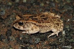 Sclerophrys garmani